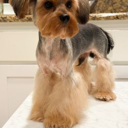 Yorkshire Terrier puppies from All Star Yorkies