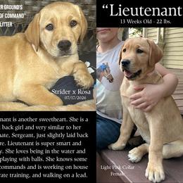 Lieutenant - Yellow female Labrador Retriever puppy in Eaton Rapids, Michigan from Higher Ground Labradors