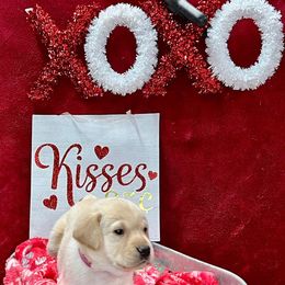 Girl 3 Rose collar - Yellow Labrador Retriever puppy in Sandpoint, Idaho from Allen Sunnyside AKC Labs