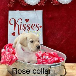 Girl 3 Rose collar - Yellow Labrador Retriever puppy in Sandpoint, Idaho from Allen Sunnyside AKC Labs
