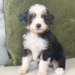 Flip Flops🩴 - Black tri-color female Aussiedoodle puppy in Granbury, Texas from Triple Cross Doodles