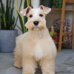 Ranger - Miniature Schnauzer