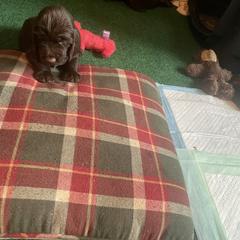 Field Spaniel Puppies from SandyMist Kennel