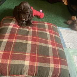 Field Spaniel Puppies from SandyMist Kennel