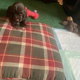 Field Spaniel Puppies from SandyMist Kennel