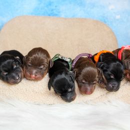 Doberman Pinscher Puppies from Lilo & Stitch Kennels