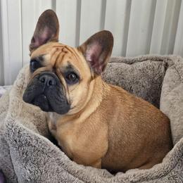Zoya (OFA Tested) - Fawn female French Bulldog puppy in Santa Fe, New Mexico from ZiaLine French Bulldogs