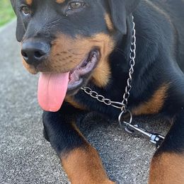 Rottweilers from Drayford Reed's Rottweilers