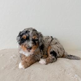 Teacup - Merle male Bernedoodle puppy in Apache Junction, Arizona from Coffey House Doodles