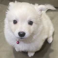 American Eskimo Dogs from Alejo Eskies