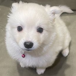 American Eskimo Dogs from Alejo Eskies