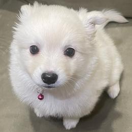 American Eskimo Dogs from Alejo Eskies