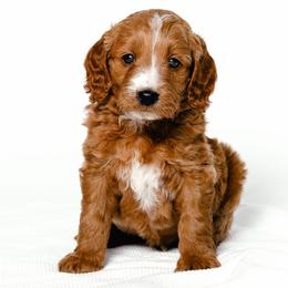 Simba - Red  male Goldendoodle puppy in Slc, Utah from Timp Doodles