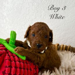 Boy 3 (White) - Red  male Poodle puppy in Miami, Florida from Katy's Toy Poodles & Doodles