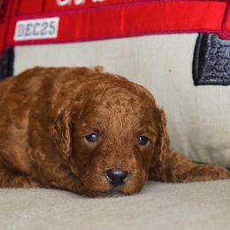 Goldendoodles from Mauzy's Amazing Doodles