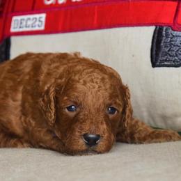 Goldendoodles from Mauzy's Amazing Doodles