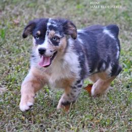 Rune - Blue merle male Miniature Australian Shepherd puppy in Patterson, North Carolina from DreamLine Aussies