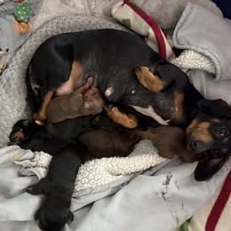 Girl 1 - Black and tan female Dachshund puppy in Flint, Michigan from Matthews Dachshunds