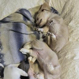 Dachshund Puppies from Mel's LowRider Ranch