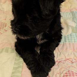 Female - Black female Tibetan Terrier puppy in Sioux City, Iowa from Gemms Affenpinschers, Barbets and Tibetan Terriers