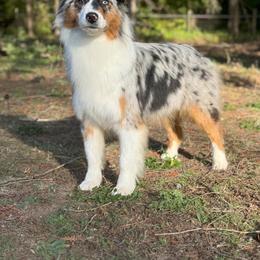 Karen - Australian Shepherd