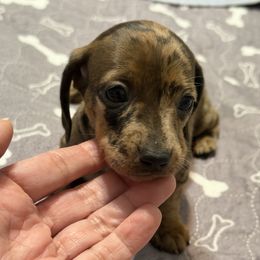 Kiwi - Dapple female Dachshund puppy in Raeford, North Carolina from Army of Dachshunds