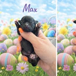 Max - Red male Shih Tzu puppy in Connersville, Indiana from Royal Blossom Shihtzus