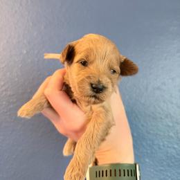 Rose-Pink - Apricot female Goldendoodle puppy in Casper, Wyoming from 307 Doodles