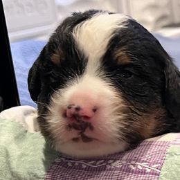 Girl 1 - Bernese Mountain Dog puppy from Birdsong Bernese Mountain Dogs