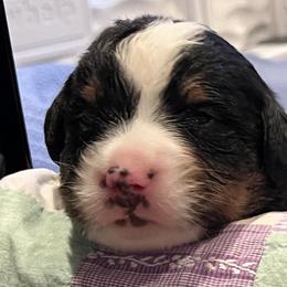 Girl 1 - Bernese Mountain Dog puppy from Birdsong Bernese Mountain Dogs