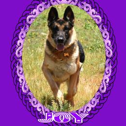 Joy - German Shepherd