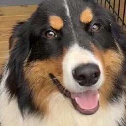 Negan - Australian Shepherd