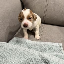 Girl 1 - female Goldendoodle puppy in Hastings, Nebraska from Golden Nest Doodles