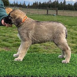 Orange collar - Fawn male Anatolian Shepherd Dog puppy in Spokane, Washington from 4D Cattle Dogs
