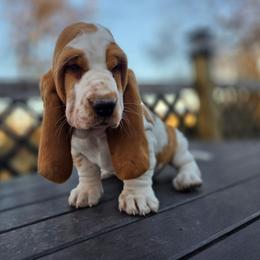 Sophie 2700.00 - Red and white female Basset Hound puppy in Denison, Texas from Emma Lou's Baby Bassets