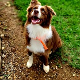 June - Miniature Australian Shepherd