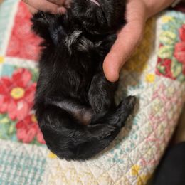 Shih Tzu Puppies from Jessica’s Shih Tzus