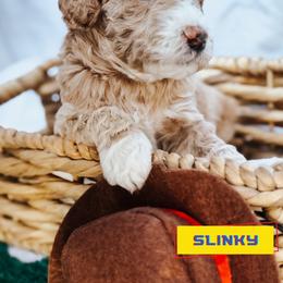 Slinky - Cream male Goldendoodle puppy in Lakeland, Florida from Rolling Oak Doodles