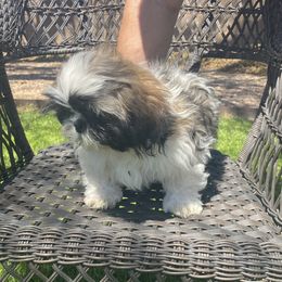 Shih Tzu Puppies from Willow Lane Shih Tzus
