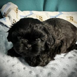 Shih Tzu Puppies from T-Amore Shih Tzu