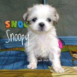 Snoopy - Silver gold and white male Shih Tzu puppy in Peoria, Arizona from Loyal Shih Tzu