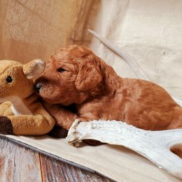 Poodle Puppies from Spangled Standard Poodles