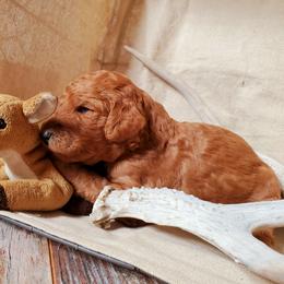 Poodle Puppies from Spangled Standard Poodles