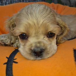 Buff girl 2 - Buff female Cocker Spaniel puppy in Kingman, Arizona from Amore’s Cockers