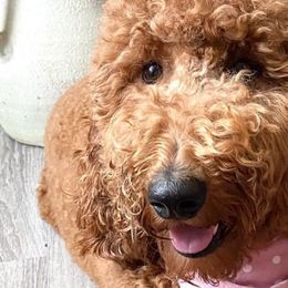 Goldendoodles from Doodlesbyhoney