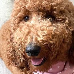 Goldendoodles from Doodlesbyhoney