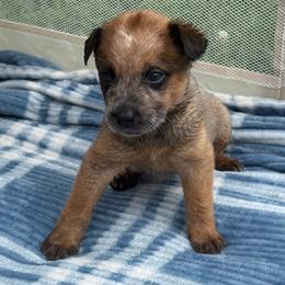 Hector - Red mottled male Australian Cattle Dog puppy in Seneca, Missouri from MO Morningstar Heelers