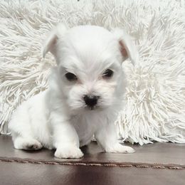Milo - White male Maltese puppy in Austin, Texas from Austin Maltese Babies