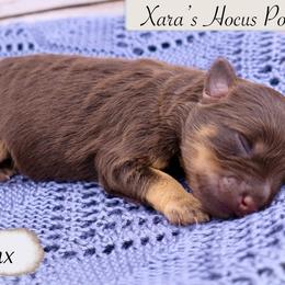 Boy 1 - Liver male Miniature Schnauzer puppy in Utica, Ohio from Crystal Rose Canines