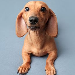 Kevin - Dachshund